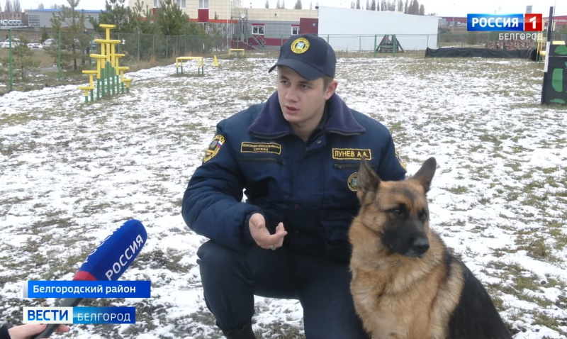 В Белгородской области выбрали лучшего кинолога (ГТРК "Белгород", 16.12.2020)